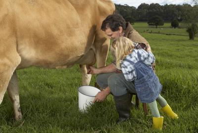 La cantidad de leche que da una vaca por día: la norma y los registros