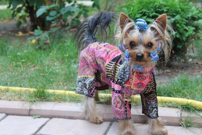 Cuantas vidas el Yorkshire Terrier. Instrucciones de cuidado