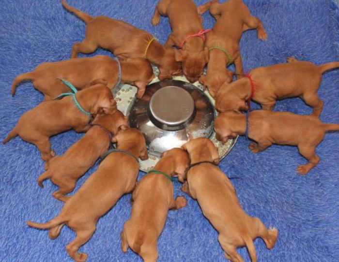 comida seca para perros para cachorros