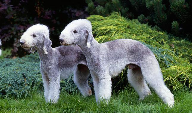 bedlington terrier