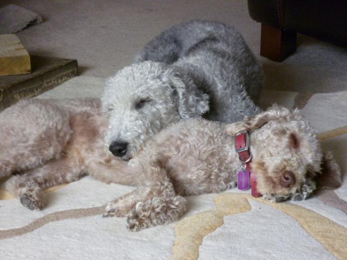  bedlington terrier