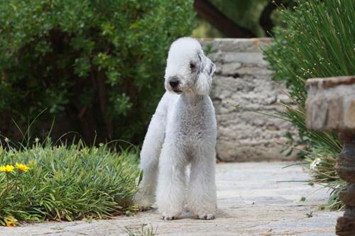 terrier bedlington