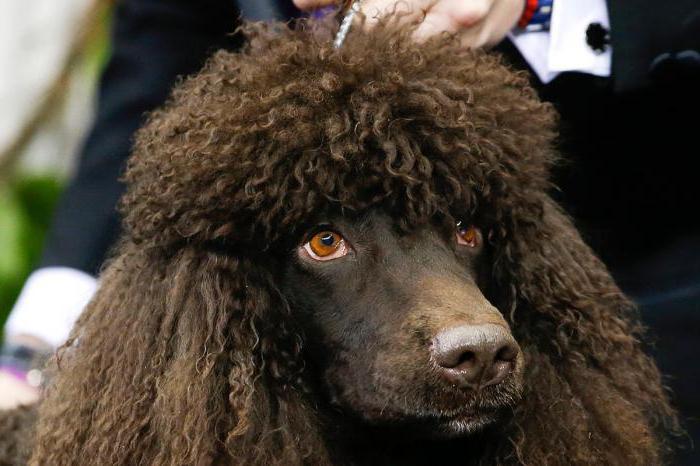 Irish Water Spaniel Cattery