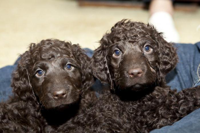 perro irlandés agua spaniel