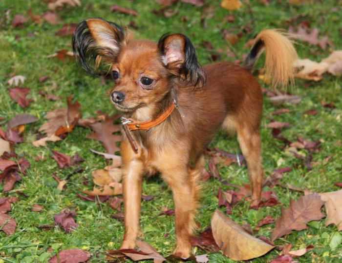 Esa foto de Terrier Redhead