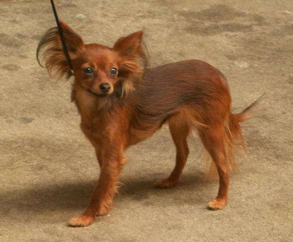 terrier rojo