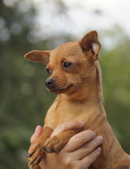 cachorro de terrier rojo 