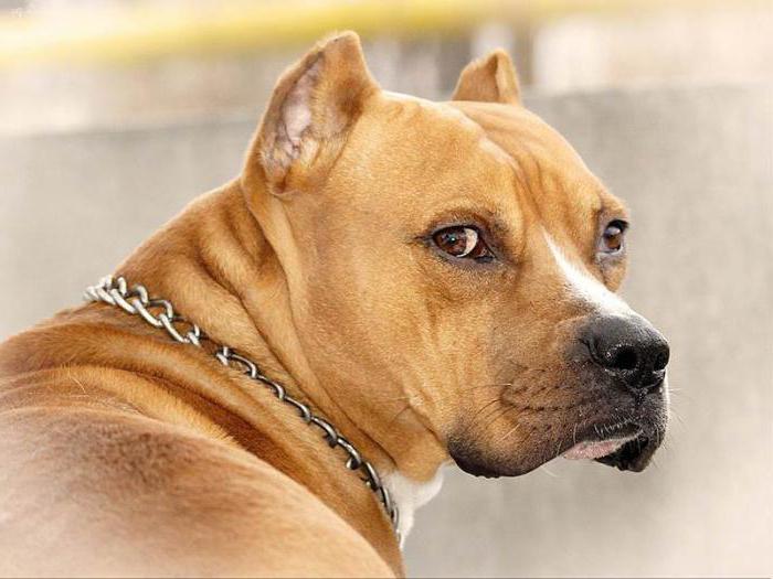 pelirrojo staffordshire terrier 