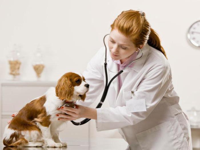 Toxoplasmosis en perros: síntomas, tratamiento y prevención