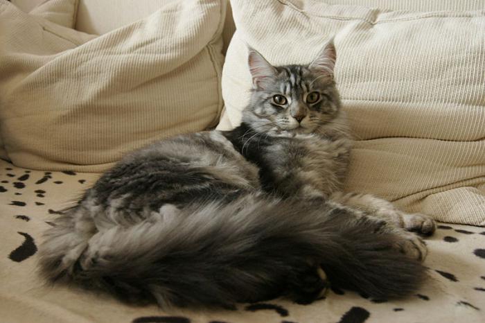 peso adulto de Maine Coon