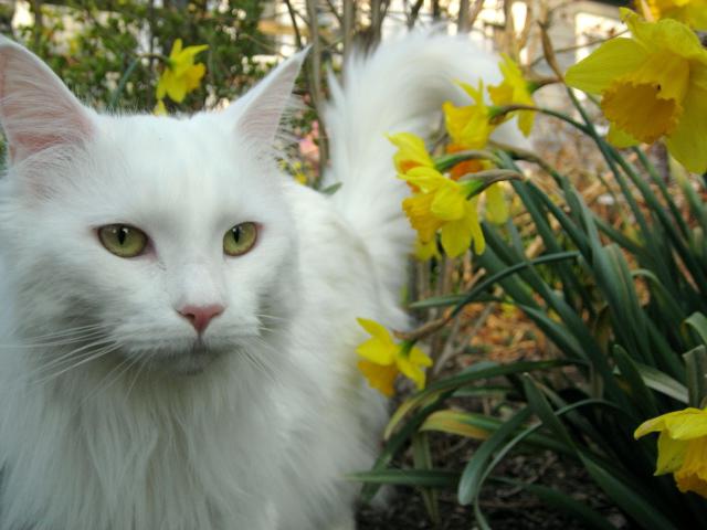 grandes maine coons