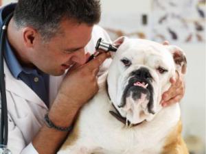 Clínica veterinaria de Khabarovsk - ayuda las 24 horas a las mascotas