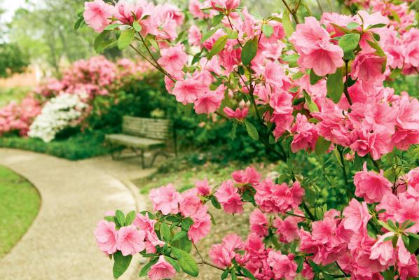 cómo salvar la azalea