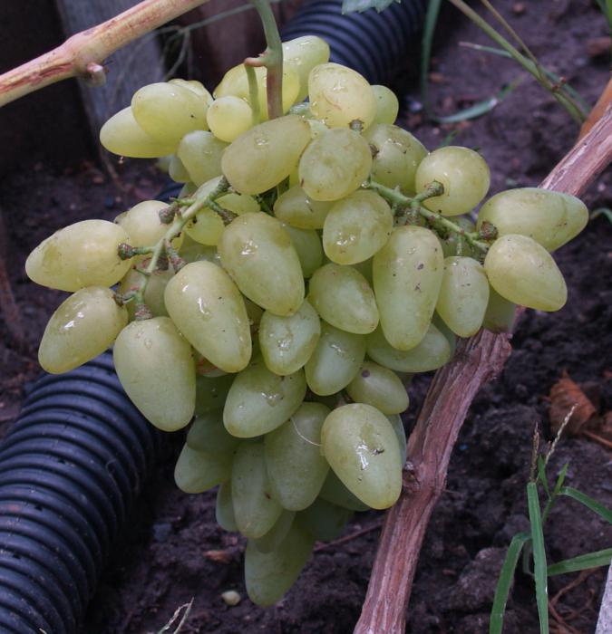 Bazhena - uvas con cualidades increíbles
