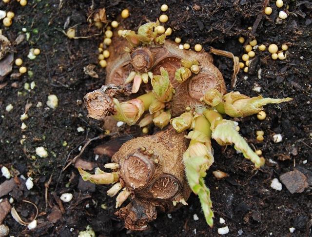 Begonia tubérculo: invernada y preparación correcta para ello