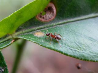 La pelea con las hormigas en el jardín, o cómo deshacerse de los invitados no invitados
