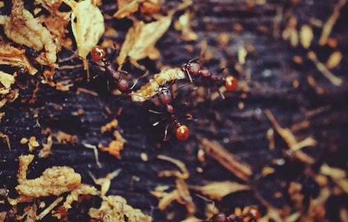 Lucha contra las hormigas en el jardín
