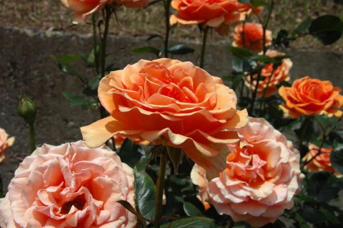 Hybrid Rose Rose Ashram