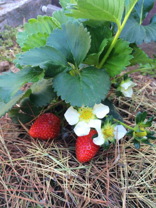 Cómo alimentar frambuesas en primavera y cómo tratarlas