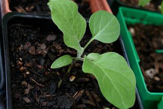 siembre semillas de tomate en las plántulas