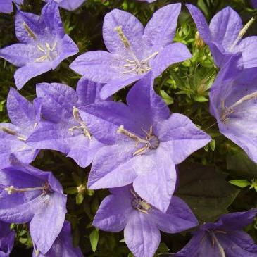 Campanas de flores - las plantas más hermosas de la flora rusa