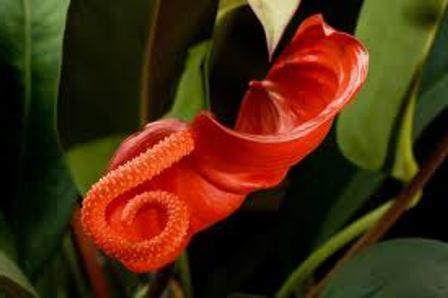Flor roja Anthurium. Mantenimiento y cuidado