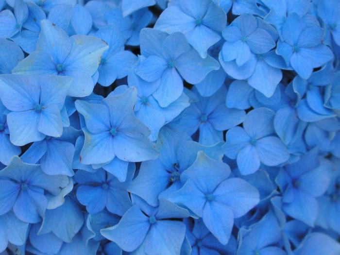 Una flor con flores azules - un pequeño cielo en su cama de flores