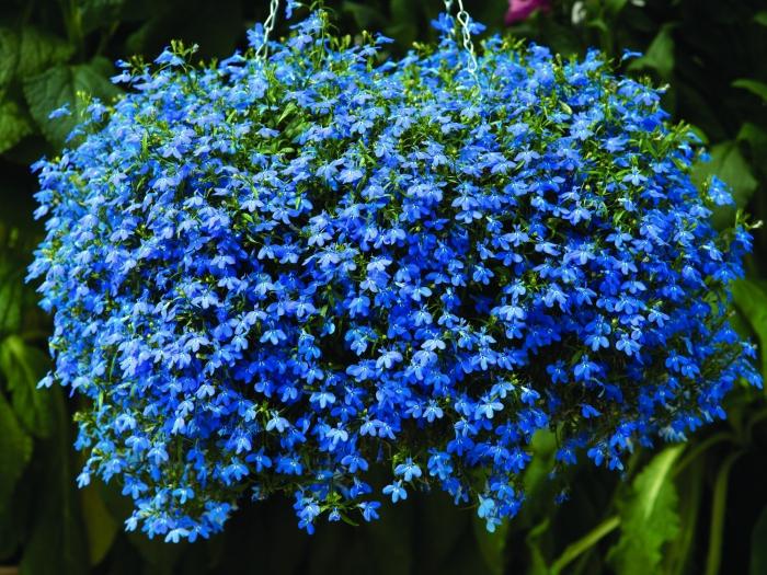 lobelia plantación y cuidado