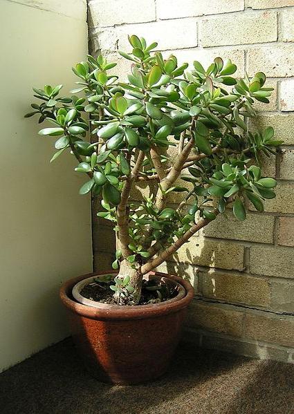 Árbol del dinero, o redsula. Cuidado en el hogar