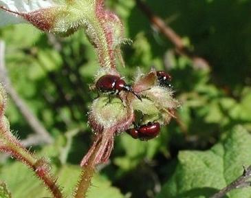 Gorgojos: cómo lidiar con las plagas del jardín