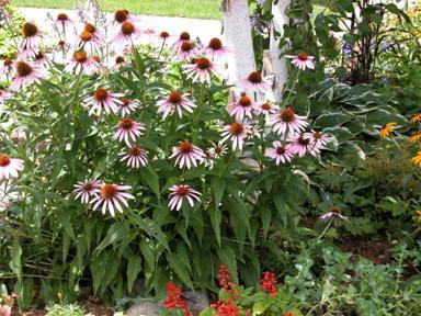 echinacea purple planting and care