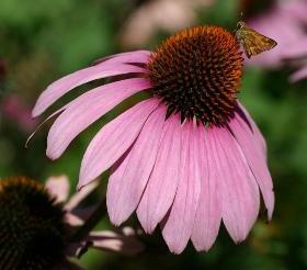 foto púrpura echinacea