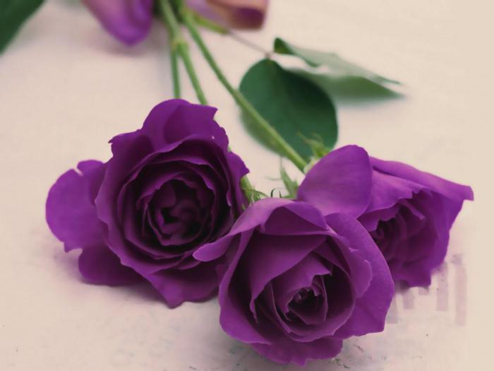 rosas moradas