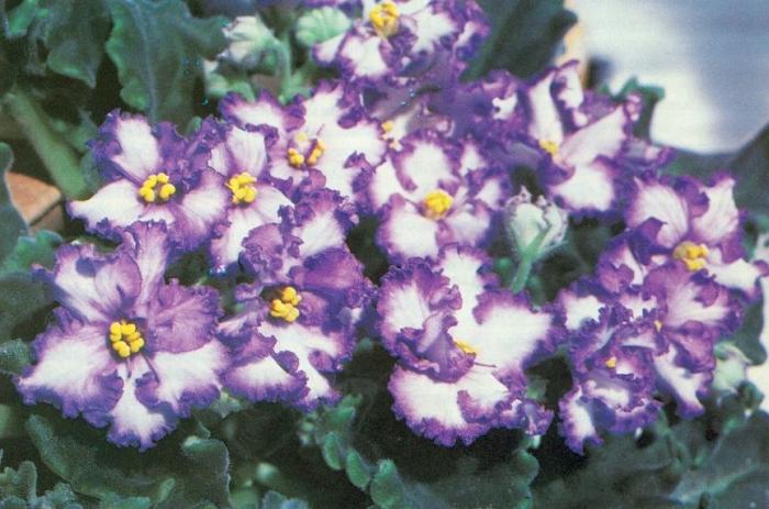 Cuarto violeta - cuidado de bellas flores