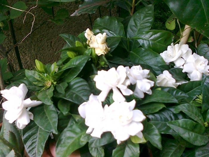 gardenia jasminada con semillas