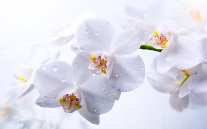 cómo regar la orquídea durante la floración