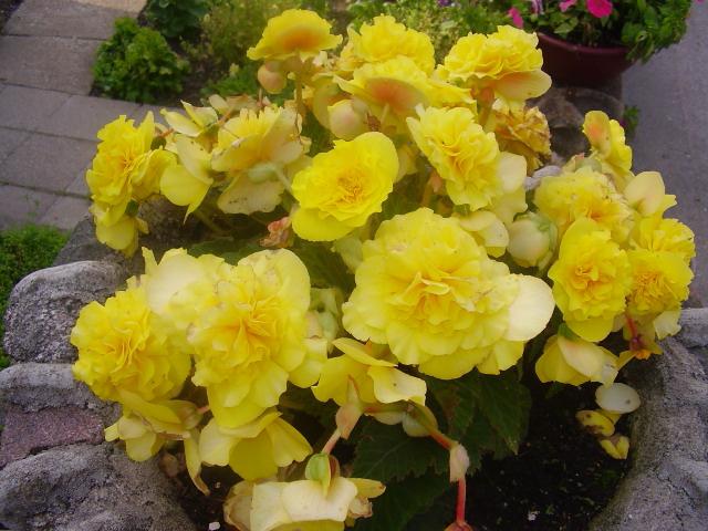 begonia terry mix