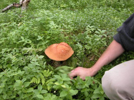 cómo cultivar hongos en el país 