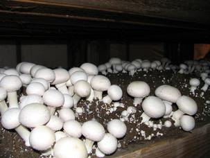 Cómo cultivar setas en casa y en el campo. 