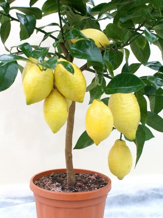 Cómo cultivar limones en casa: los secretos del éxito