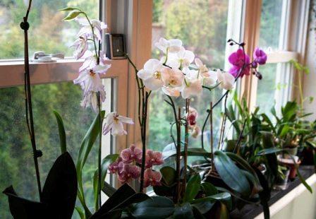 cómo cultivar una orquídea en casa