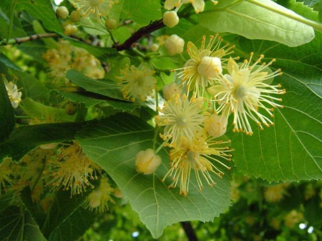 ¿Qué árbol florece más tarde en el medio de Rusia?