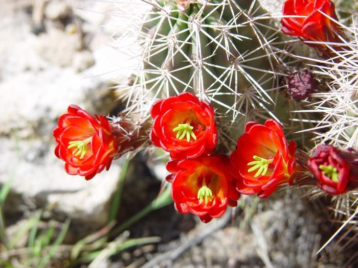 Cactus florece: ¿qué tipo de cuidado requiere?