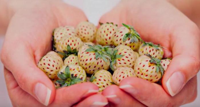 Strawberry Pineberry: descripción, cultivo, críticas