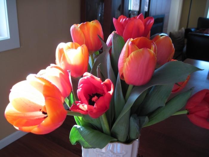 Cuando se plantan tulipanes: los secretos del crecimiento