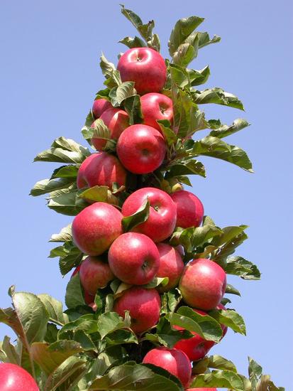 Manzanos en forma de colon de variedad