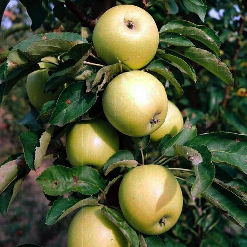 Presidente en forma de columna de árbol de manzana