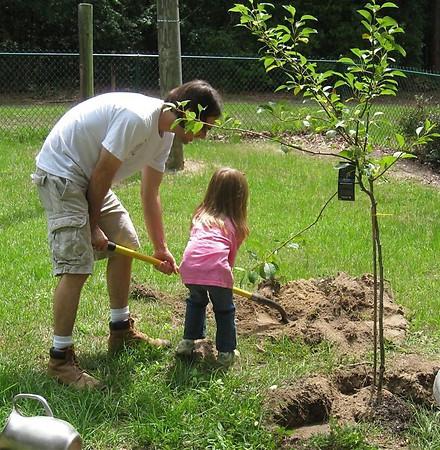 plantación de una ciruela amarilla