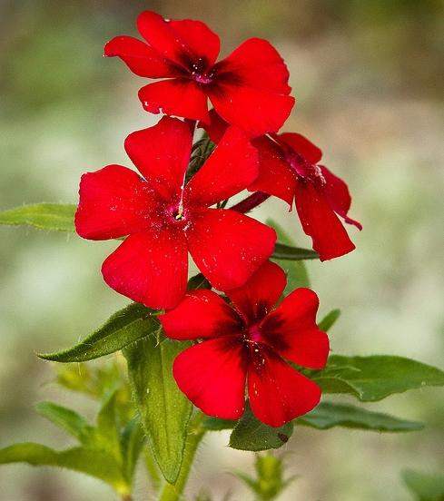 Horticultores: Phlox anual (plantación y cuidado)