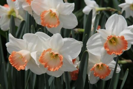 Flor favorita de la primavera. Narciso: crecimiento y cuidado